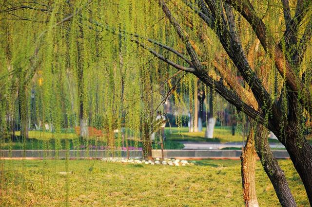 描写柳树的诗句名句,几句描写柳树的优美词句