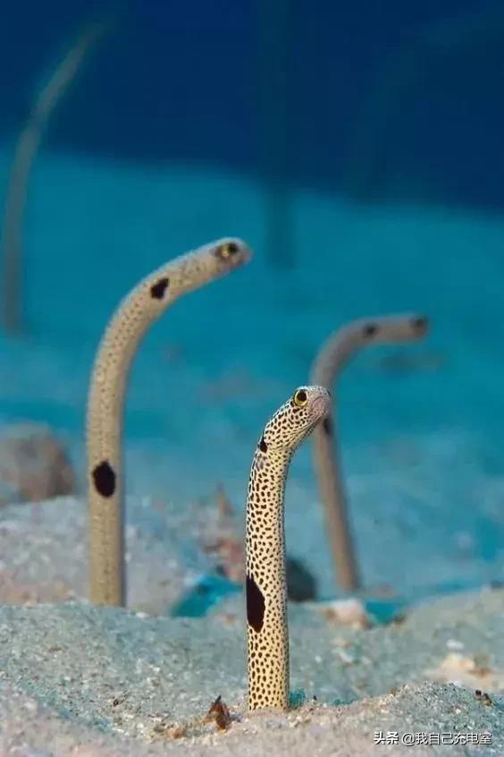 罕见的海底世界照,罕见海底图片