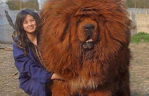 盘点那些可爱又懂事的中华田园犬,中华田园犬从可爱到霸气侧漏