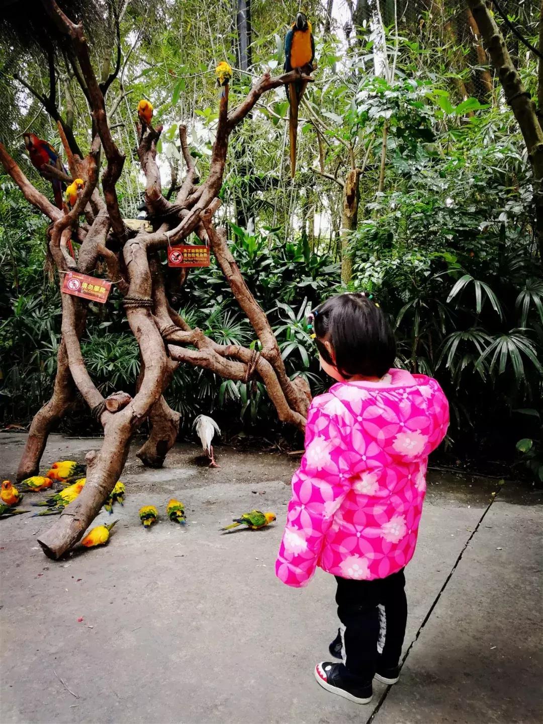 去广州长隆动物园怎么玩划算,广州长隆动物园一天最全游玩攻略