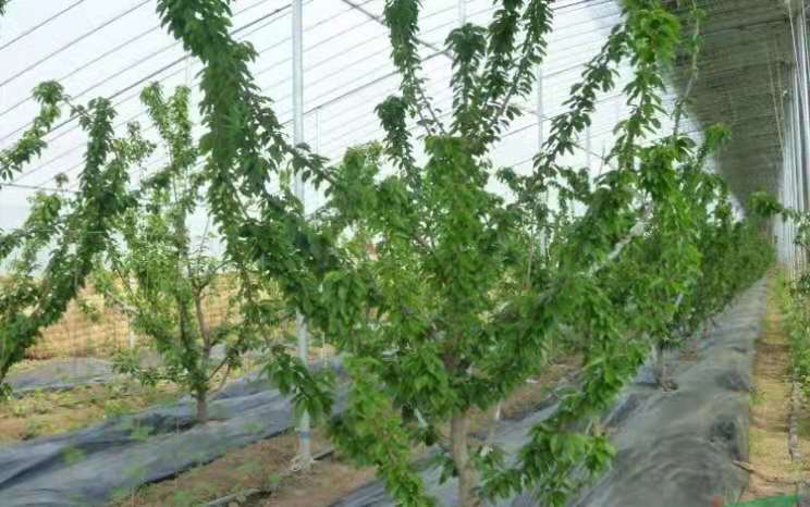 怎样防止大棚樱桃二次开花,一年的樱桃苗不发枝怎么办