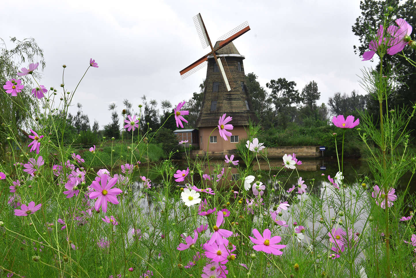 昆明百花山万亩花海,昆明薰衣草花海