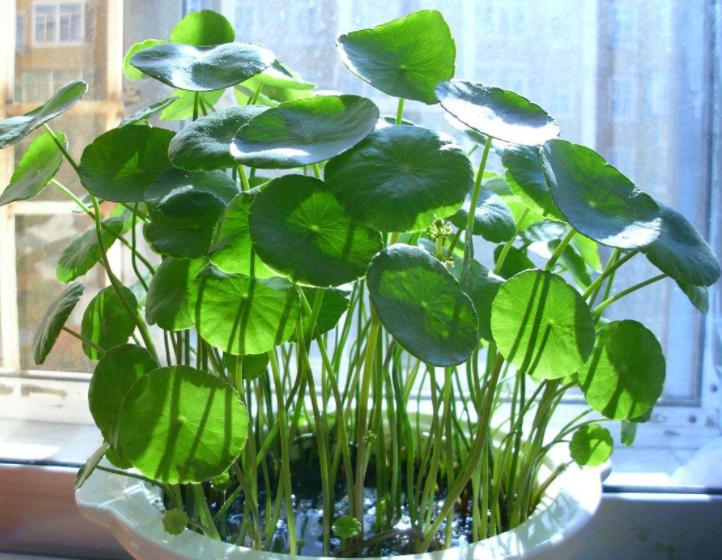 修剪花卉的注意事项,养花大全及修剪方法