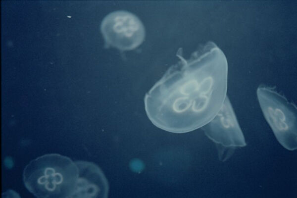 胶片机推荐自带胶卷,冷门又好用的胶片机