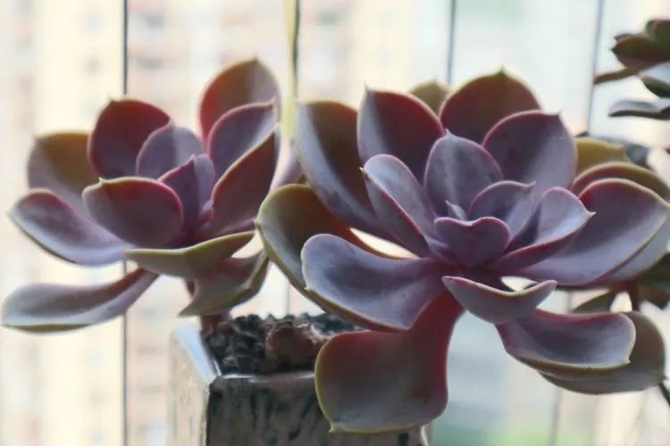 多肉名字怎么记,养多肉人的名字