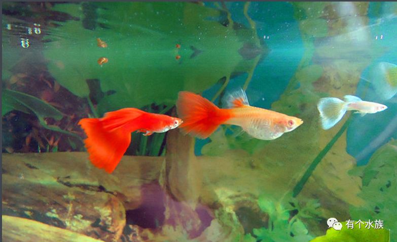十大适合懒人养的鱼小型观赏鱼,十大最值得养的观赏鱼排名