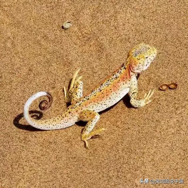 禁止野生动物保护环境人人有责,保护生态环境禁止野生动物上餐桌