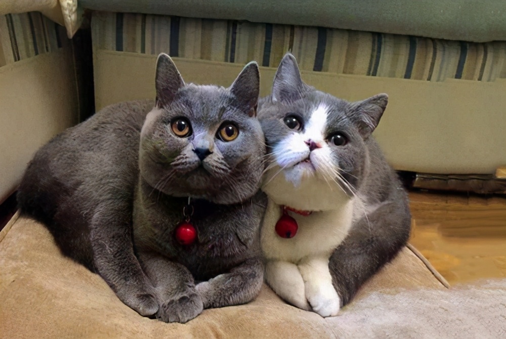 英短猫哪种花色不推荐,英短蓝白猫咪尴尬期前后对比