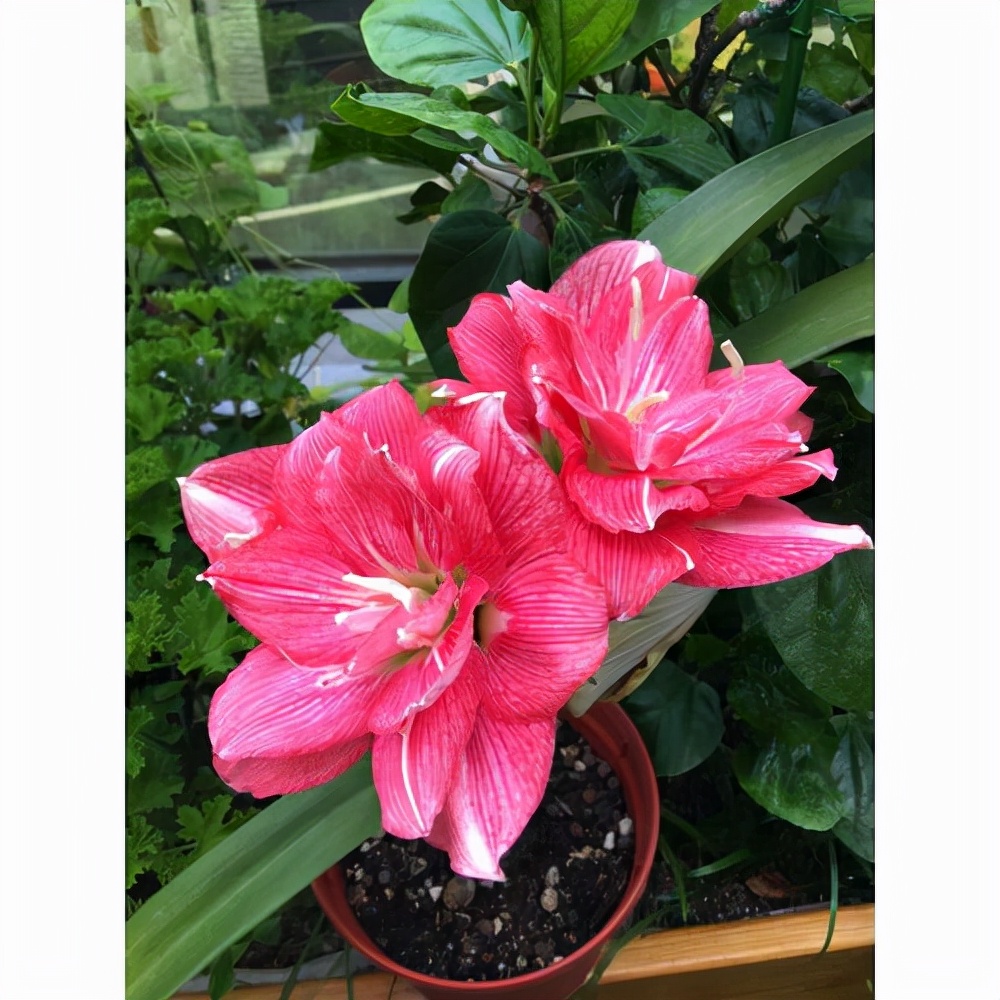 便宜的网红花有哪些图片,4种高颜值网红花