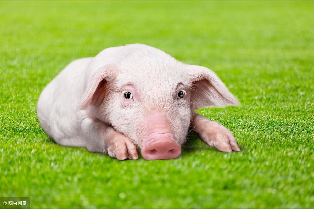 尼姑组团结婚，鬼子进村？年度沙雕谣言合集，笑出猪叫~