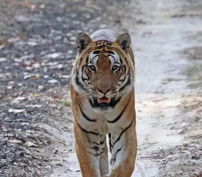 哪种犬可以单挑过老虎,能战胜狼的猛犬