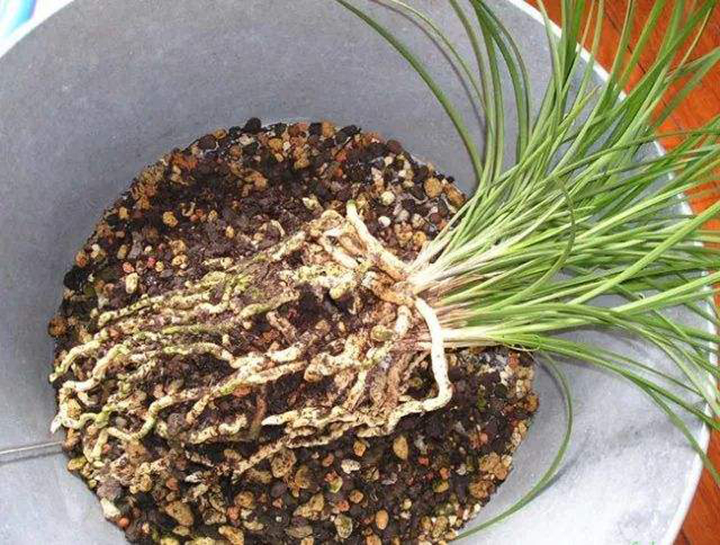 植金石是养兰花最好的硬植料吗,兰花泥炭和轻石配土比例