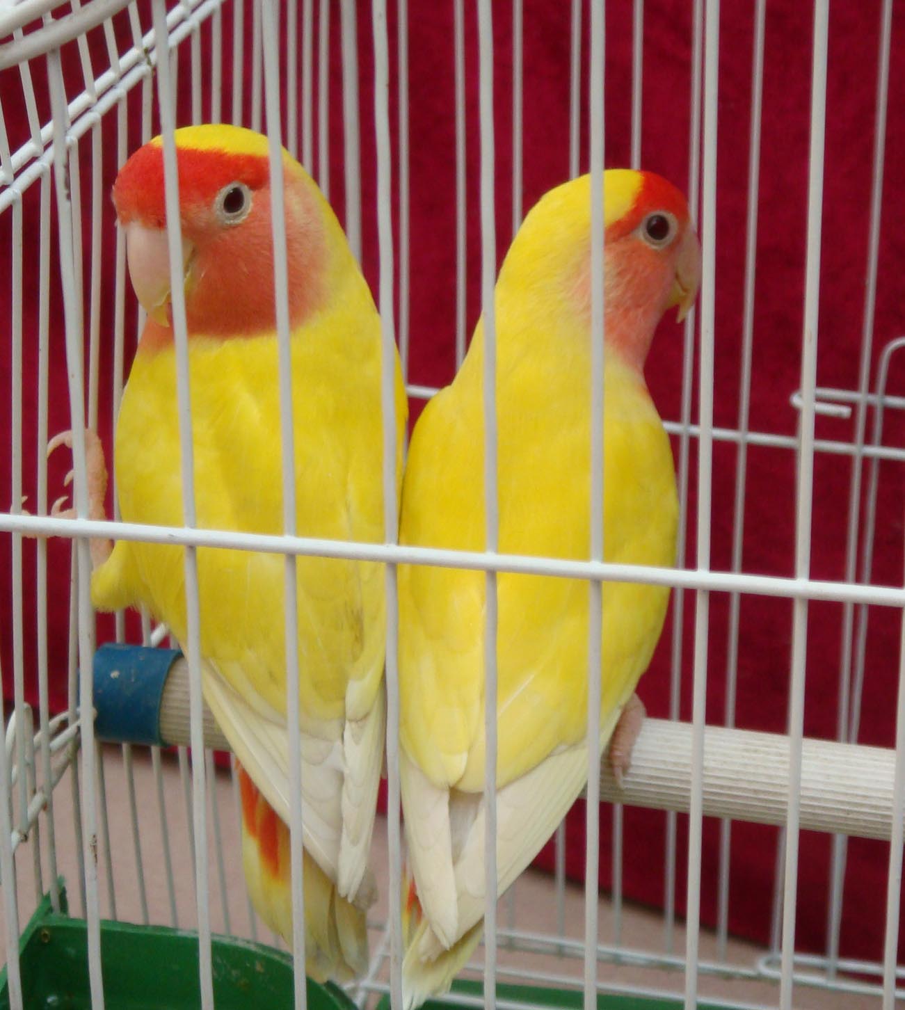 对“啥都吃”的牡丹鹦鹉，可别乱喂，辣椒、巧克力这是鸟能吃的吗