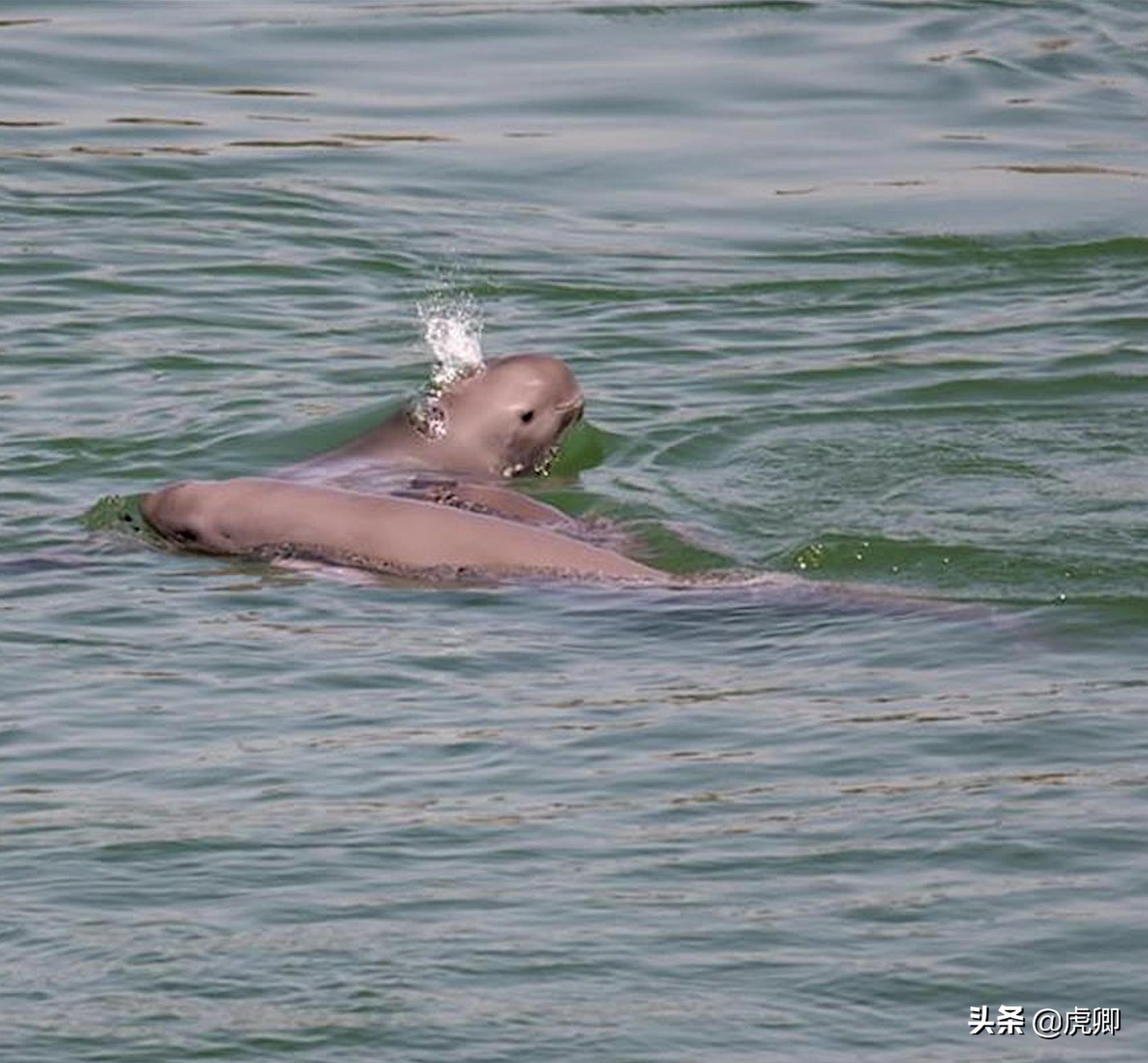 长江江豚死亡最新消息,今年长江江豚灭绝没