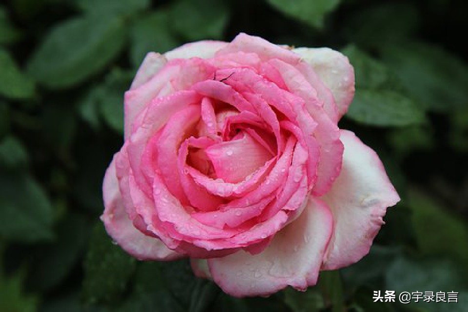 走心说说心情短语,年度热门说说句子简短霸气