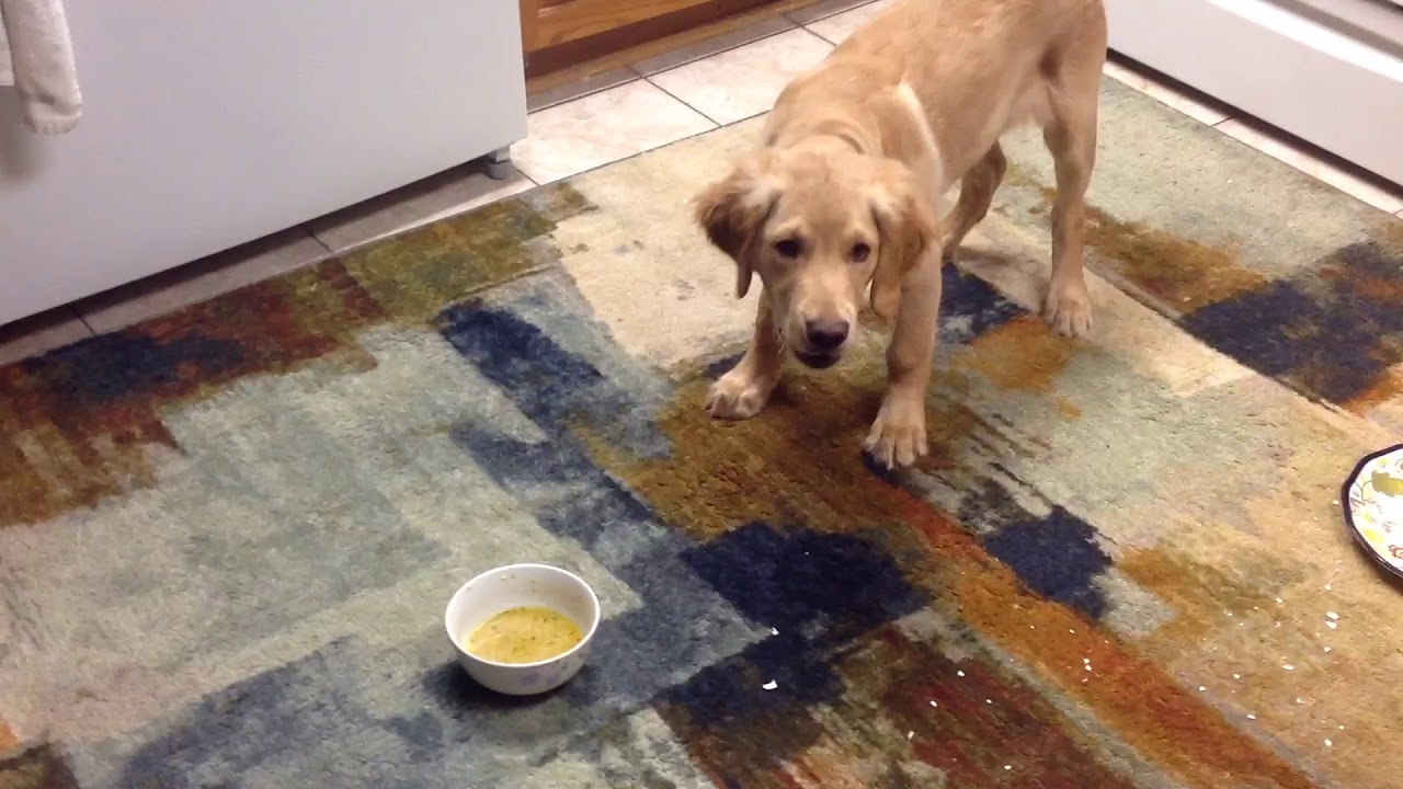 怎么改掉狗狗不爱喝水的坏习惯,狗狗不爱喝水如何引导狗狗喝水呢