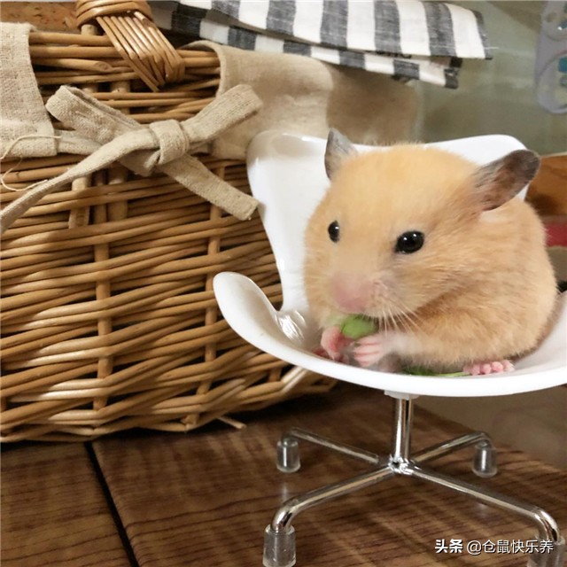 仓鼠因吃的太好而遭羡慕，但鼠鼠却愁容满面，表示菜单该换了