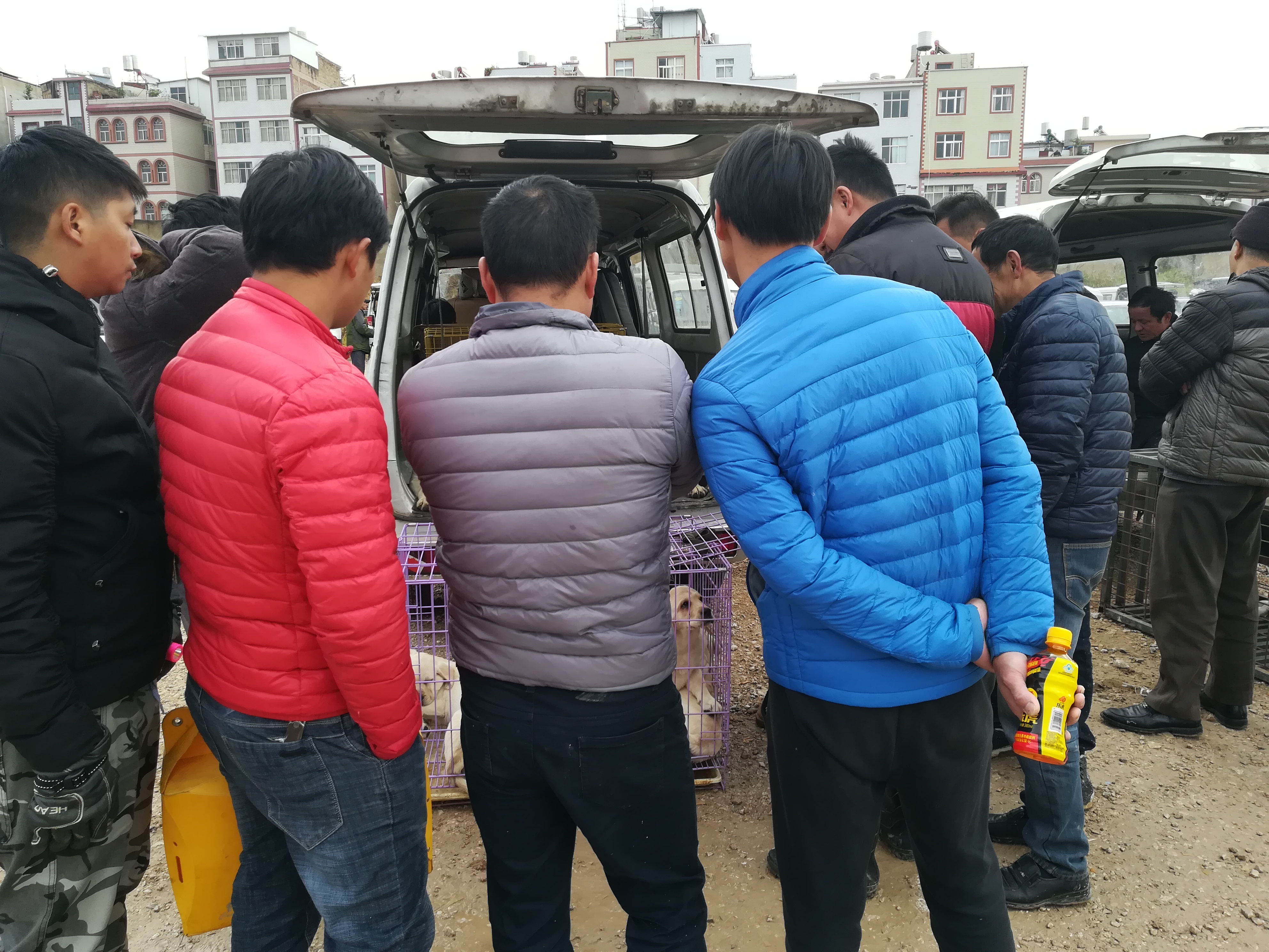 宠物市场拉布拉多卖多少钱一个,狗市上花1000元买拉布拉多