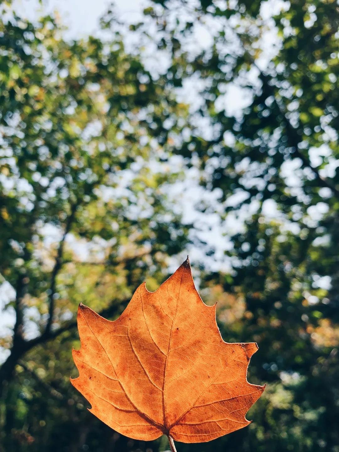 iphone11水印相机怎么弄,iphone13pro相机功能