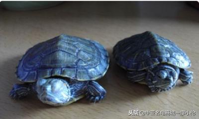 能在北方自然过冬的乌龟,乌龟过冬最好的办法