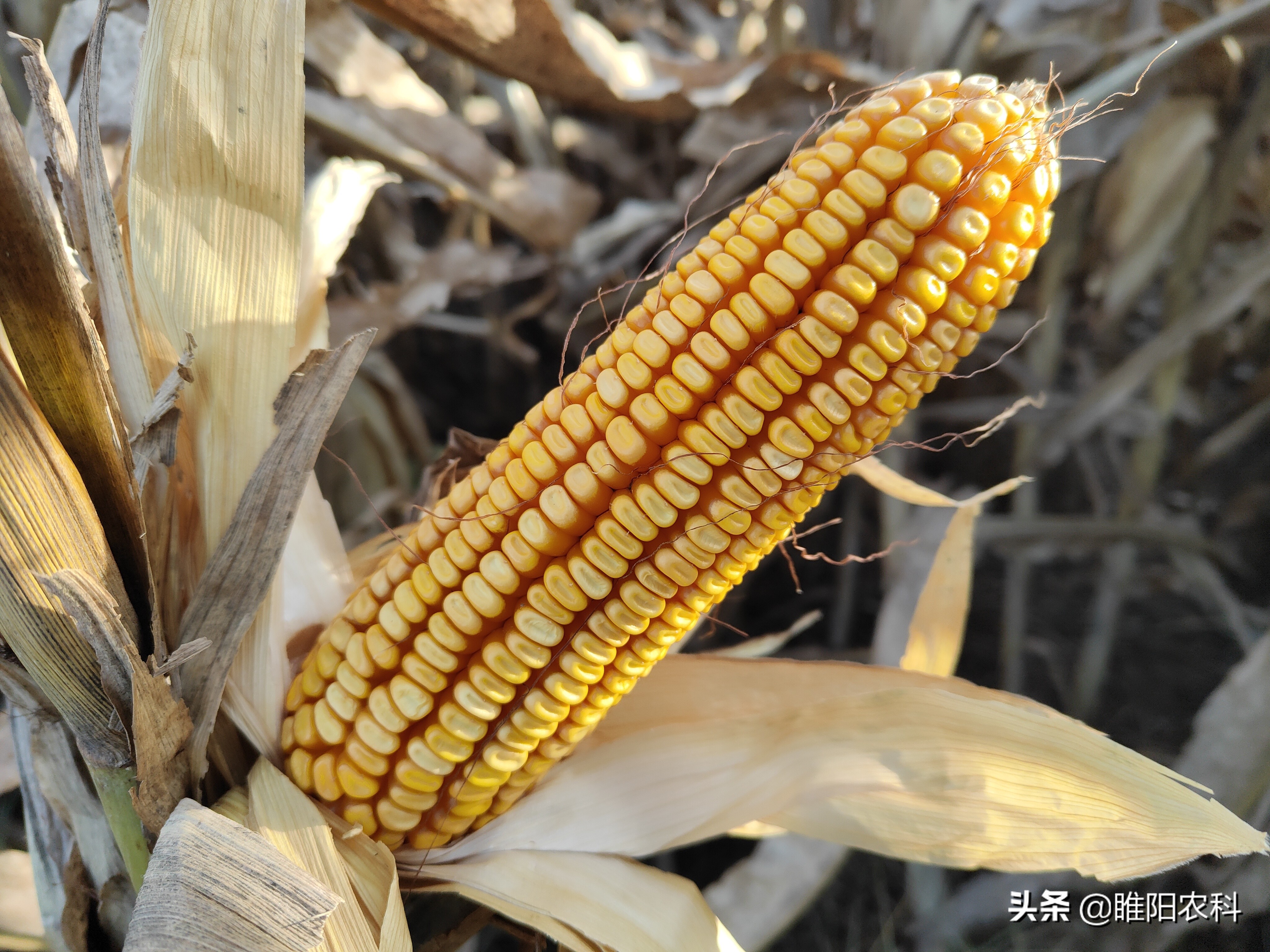 什么玉米品种抗倒而且高产,玉米高产抗病抗倒十大品种