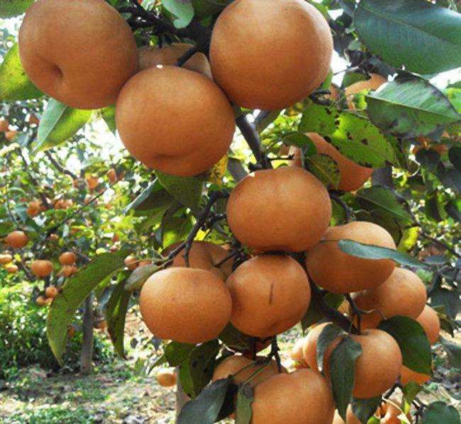 晚秋黄梨栽培技术与管理方法,晚秋黄梨什么时候授粉