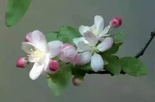 以桂花为市花的城市有哪些,中国每个城市的市花是什么