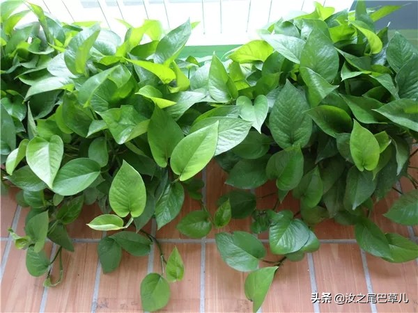 绿萝叶子发黄要怎么补救,绿萝叶子发黄怎么补救一下呢