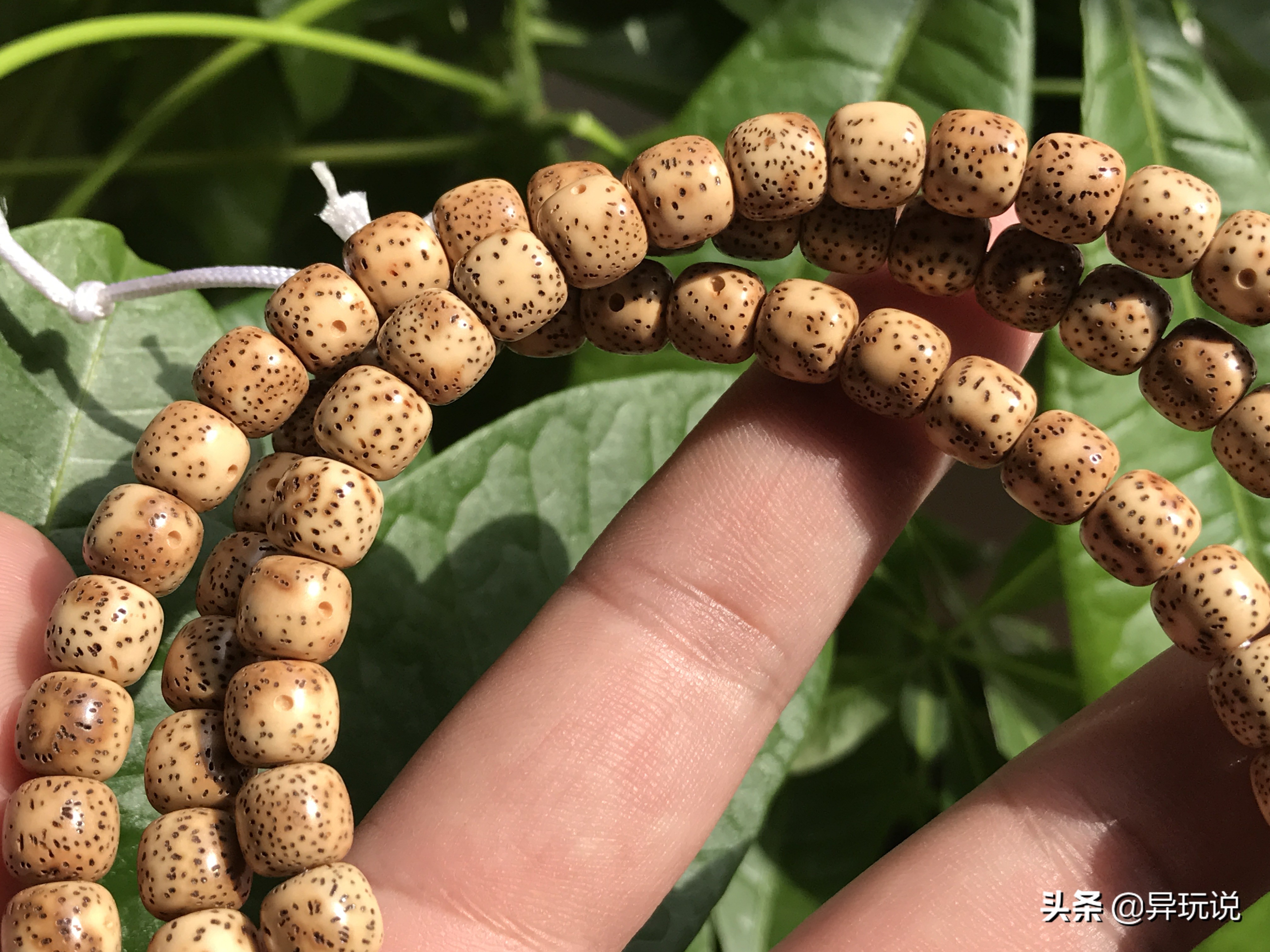 鸡油黄星月菩提可以用绿豆盘玩吗,鸡油黄的星月菩提买来直接上手吗