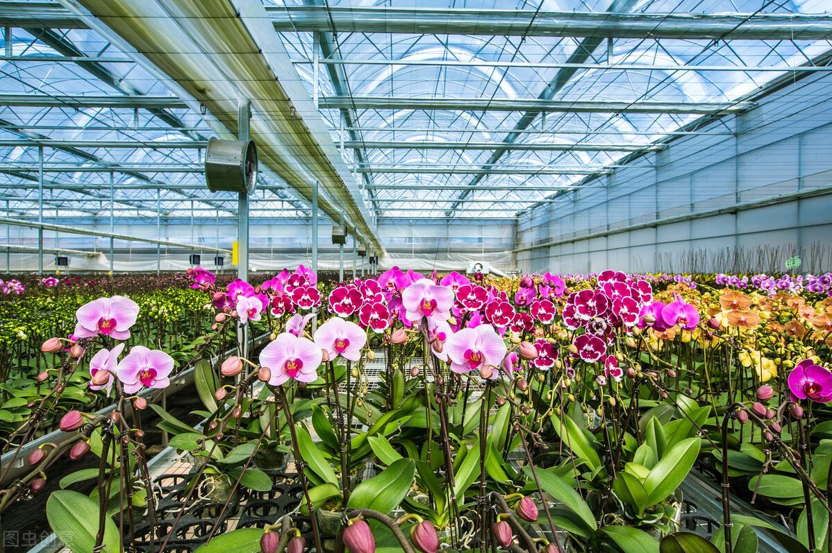 目前什么种植业前景好赚钱,未来十大暴利种植业有哪些