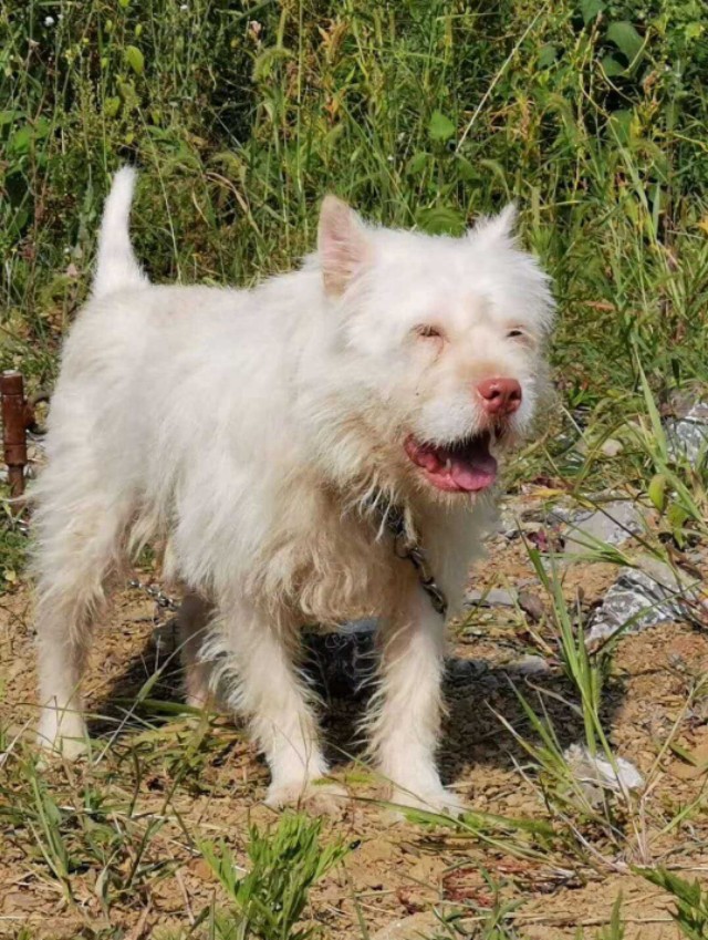 贵州下司古镇的名犬,贵州名犬下司犬由来是什么