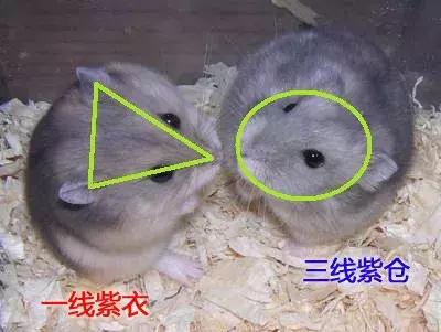 仓鼠怎么分辨一线和三线,三线仓鼠大战一线仓鼠