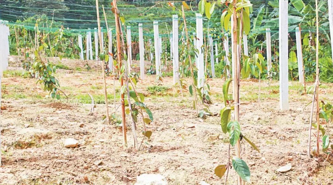 罗定龙湾镇最新规划,罗定龙湾乡村振兴