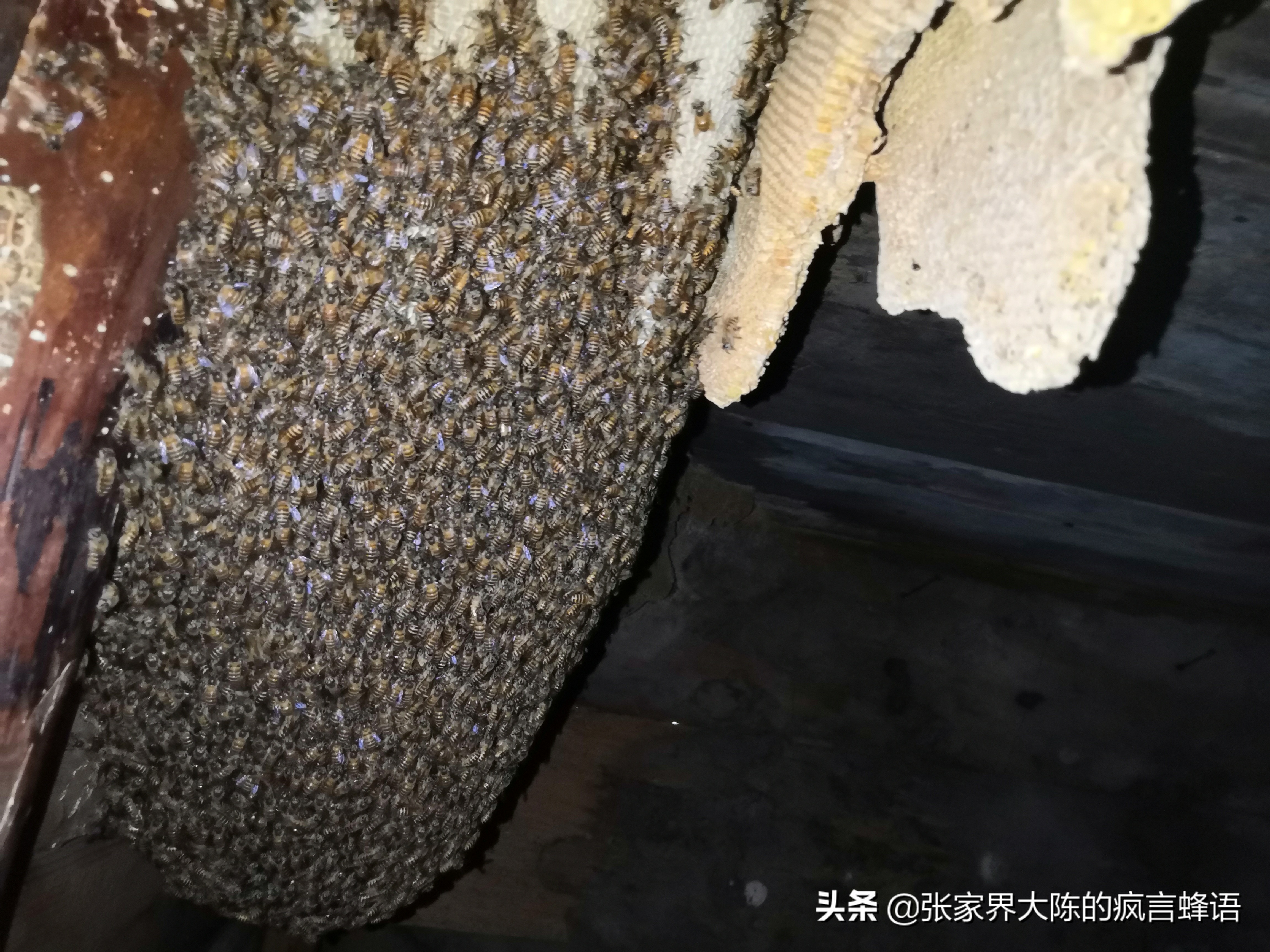 养中蜂为什么要用塑料纸做蜂布,中蜂夏天如何盖覆布