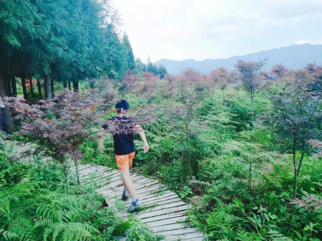 恩施鹤峰旅游攻略一天,恩施鹤峰旅游攻略