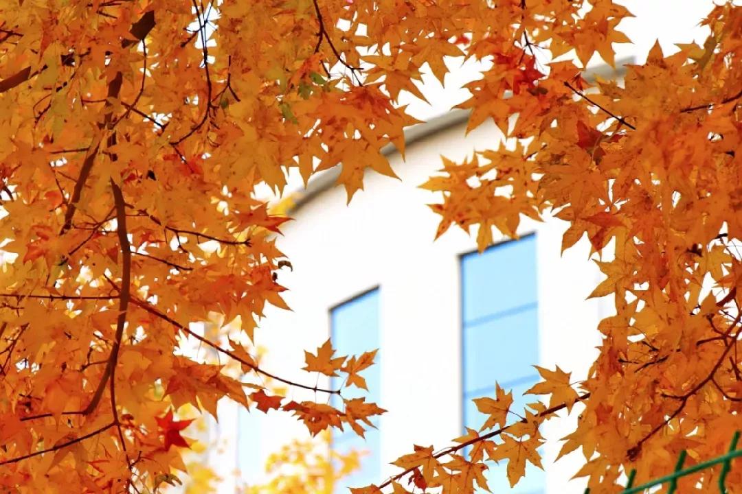 辽宁沈阳的医学大学,了解一下沈阳医学院