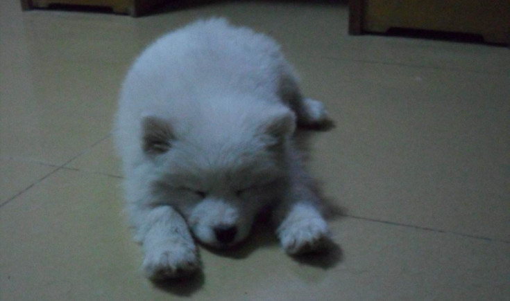 分离焦虑症狗狗止吠训练,狗狗因为分离焦虑症随地大小便