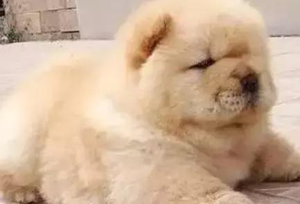 最忠诚又可爱的狗狗十大排名,狗狗忠诚十大排名