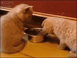 怎样让猫咪优雅的吃猫条,怎么才能让猫咪合理膳食