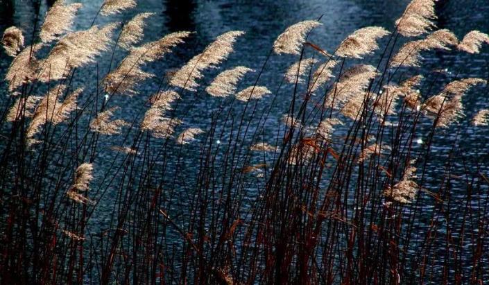 天若有情天亦老对联解释,对联天若有情天亦老下联是什么