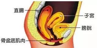 盆底肌对女人的重要性,盆底肌会给女性带来哪些危害