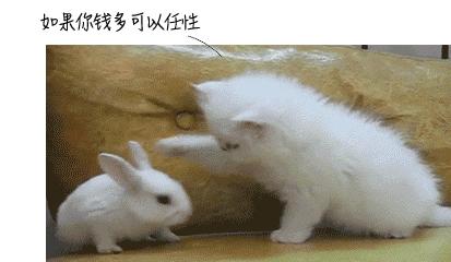 如被猫狗咬伤或抓伤应如何处理,被猫狗咬伤在多少小时之内打疫苗