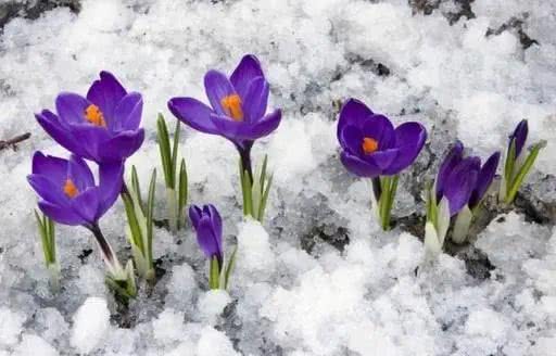 十大最贵的玫瑰花品种,世界上十大鲜花排名图片