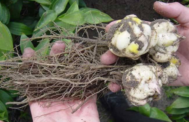 现在百合最佳种植时间,重瓣百合10月种江苏还能开花吗