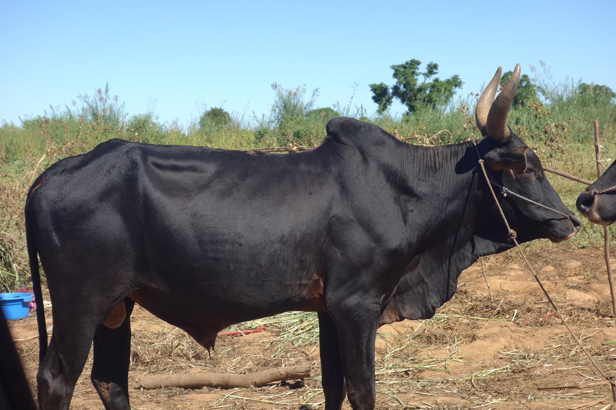 印度的牛现在泛滥成灾,印度牛泛滥成灾已达到3亿头