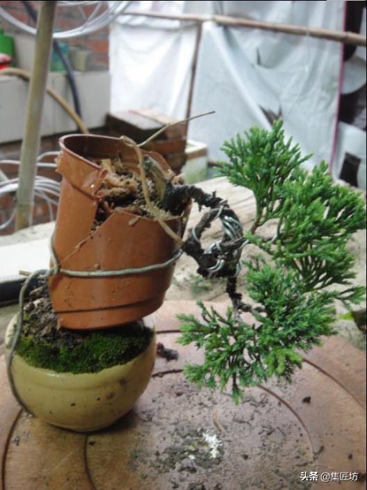 真柏舍利盆景制作图片,真柏舍利盆景造型图片