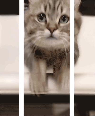 养宠物的人内心都是孤独的吗,养宠物真的可以缓解孤独吗