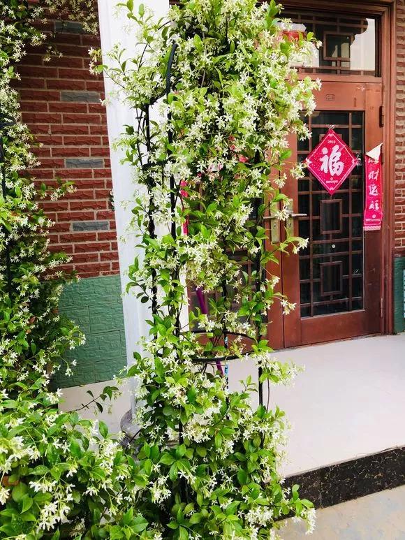 3种极品爬墙花30天爬满庭院,多季开花的爬墙花卉哪些最好养