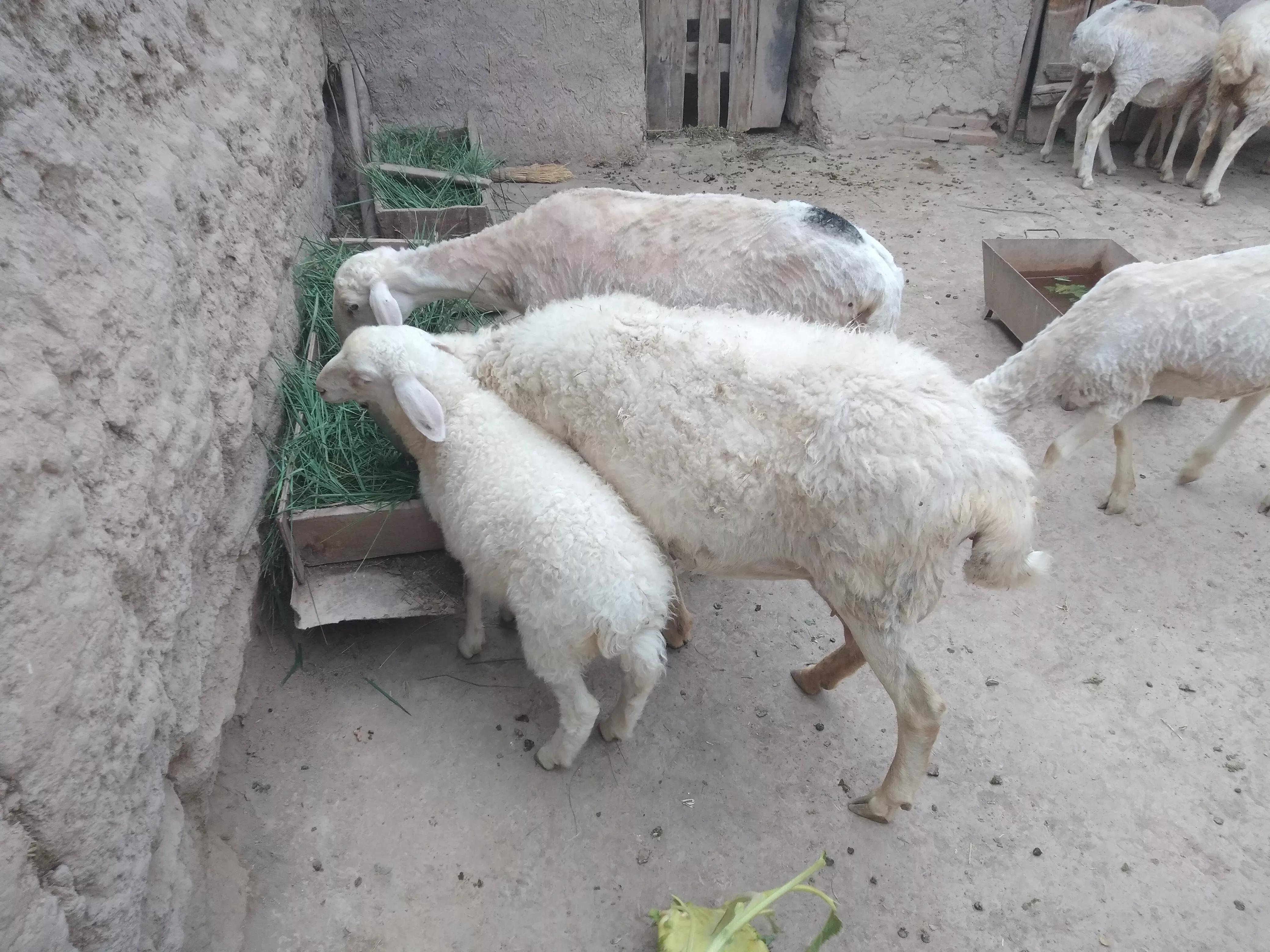 1斤鹿茸4000元，农户却宁愿养羊也不愿养鹿，亲历者讲出实情