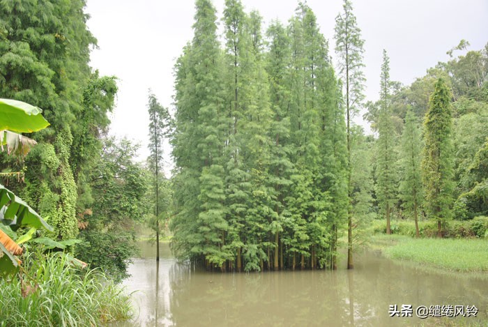 珠海竹洲水松林，意外发现的珠中江“SB”界碑，究竟作何解释？